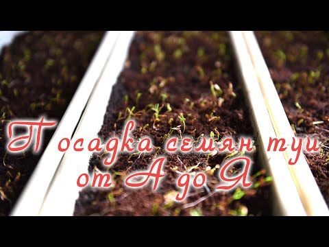 Видео: Посадка семян туи от А до Я