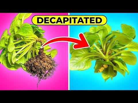 Видео: Обезглавливание или пересадка: исправление длинных шей африканских фиалок для начинающих