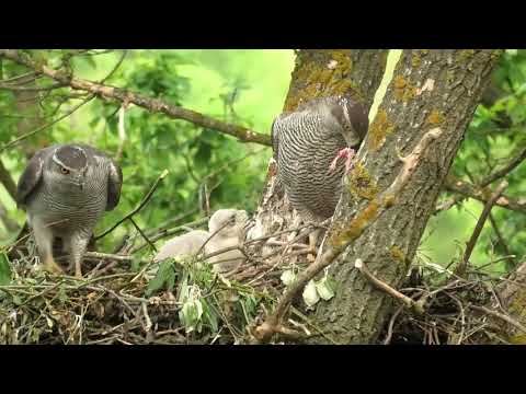 Видео: Ястреб тетеревятник - гнездовая жизнь. Goshawk - nesting life / 鷹 / 苍鹰