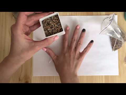 Видео: Посев семян Литопсов, Мониларий, Эхеверий