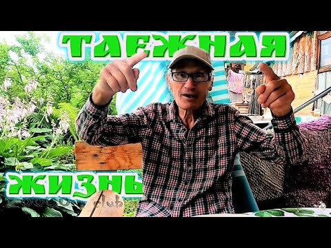 Видео: Найти женьшень, не встретить тигра.