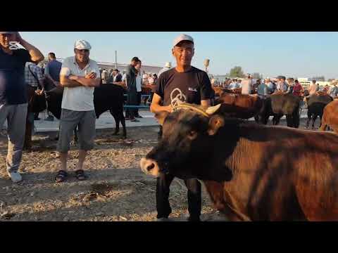 Видео: 27 июл 20255 ЖЫЛ ШЫМБАЙ МАЛ БАЗАР
