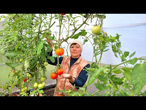 Видео: Теплица кормит нас уже полгода | Клубника продолжает плодоносить | Море нас не отпускает