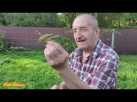 Видео: Ще одне полювання на співочих птахів на новому місті