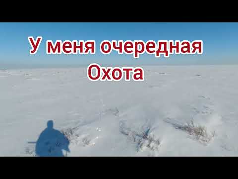 Видео: охота на зайца "охота из прошлого "