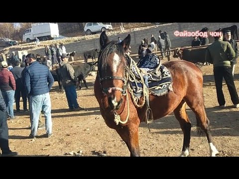 Видео: Молбозори Мискинобод 2 ноябрь бзане лайка ооооххххххииии