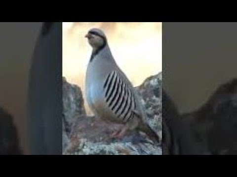 Видео: Овози модкабк каклик