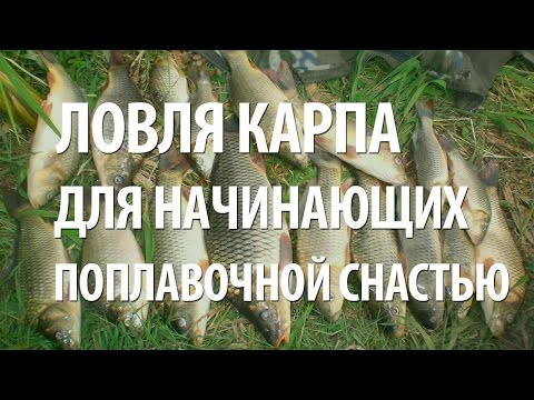 Видео: РЫБАЛКА на КАРПА для НАЧИНАЮЩИХ. КАК ЛОВИТЬ КАРПА на ПОПЛАВОЧНУЮ УДОЧКУ