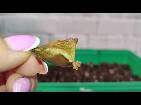 Видео: Сеем и рассаживаем бегонии.