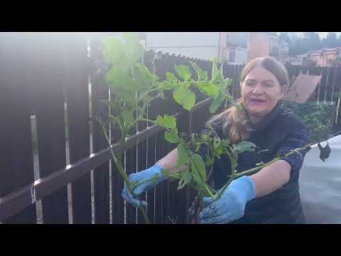 Видео: Картошка на органике