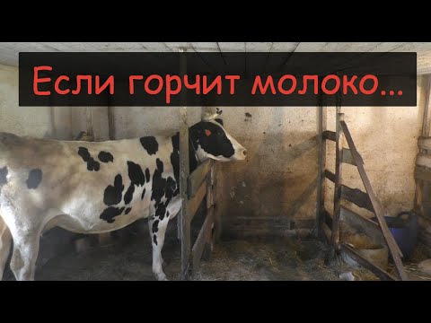 Видео: Горькое молоко у коров/Осенние "маститы"/ Осенняя обработка коров от паразитов