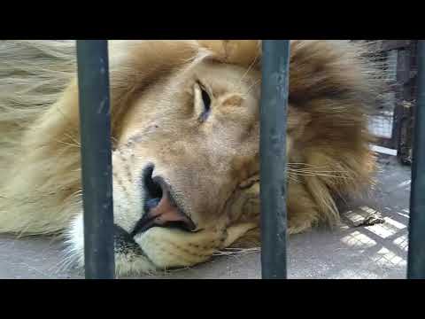 Видео: Зоопарк Ловеч с Никола и Момчил - Огромен и с игриви обитатели