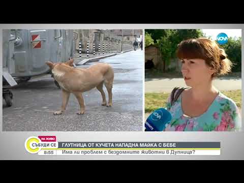Видео: Има ли проблем с бездомните животни в Дупница?  - Събуди се (06.07.2019)