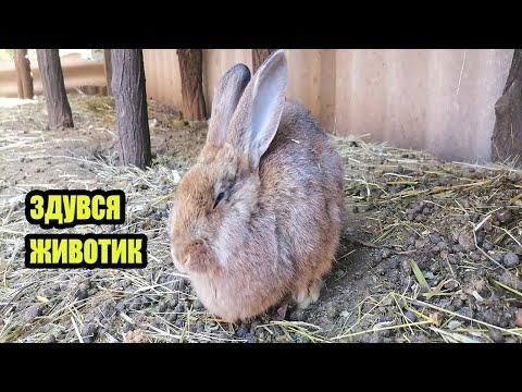 Видео: В кролика здувся живіт що робити в такому випадку? Показую