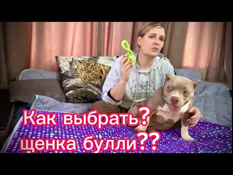 Видео: Как выбрать щенка булли и остаться довольным?#щенокбулли #булли #americanbully #bully