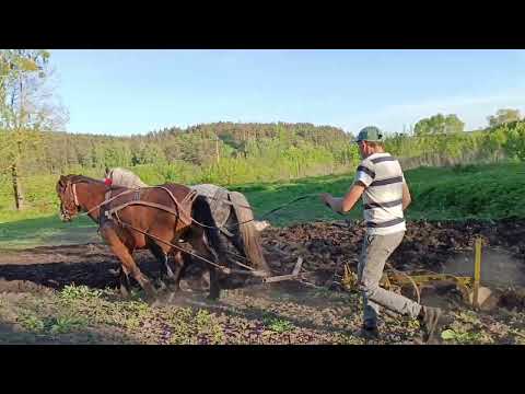 Видео: Оранка під посів мішанки польським двокорпусним кінним плугом.