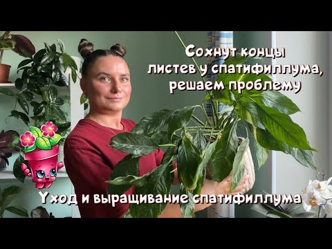 Видео: Сухие кончики листьев у спатифиллума, решаем проблему. Уход и выращивание спатифиллума.