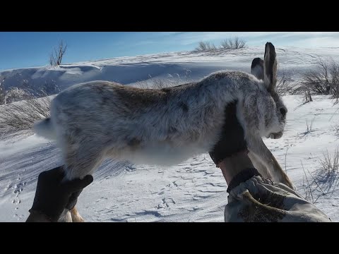 Видео: Охота на зайца. Дальняя балка. Закрытие сезона!!!