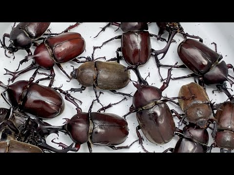 Видео: Beetle Festa 2021 Большое количество японских жуков-носорогов [Жук и олень]