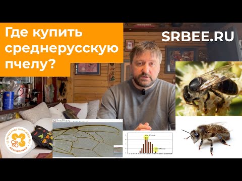 Видео: Где купить среднерусскую пчелу? Реестр заводчиков чистопородного материала.