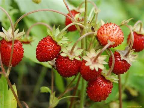 Видео: Александр Непомнящий - Земляника