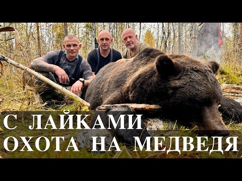 Видео: КРУПНЫЙ МЕДВЕДЬ. Охота на медведя.