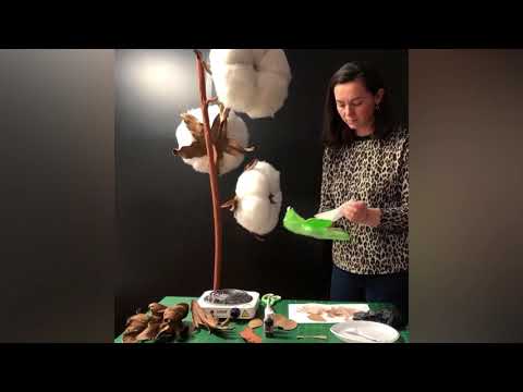Видео: Ростовой хлопок. Процесс изготовления - рабочие моменты. Giant cotton creation. DIY decoration