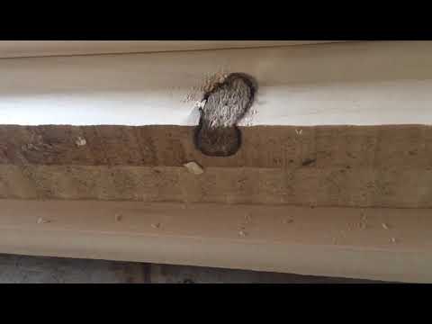 Видео: Обработка тополя. Строгание. Шлифовка. Отделка.