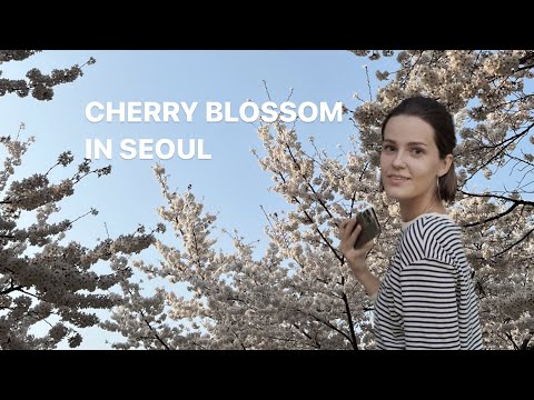 Видео: ЦВЕТЕНИЕ САКУРЫ | СЕУЛ | Локации для красивых фотографий | Cherry Blossom | Любимое место в Сеуле