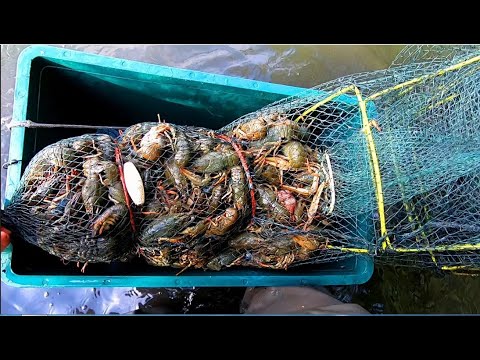 Видео: По 2 ВЕДРА РАКОВ в КАЖДОЙ РАКОЛОВКЕ!  #РакиFISHINGPRO