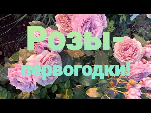 Видео: Розы - первогодки.