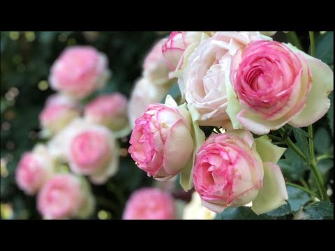 Видео: Розы в моём саду с названиями сортов🌹. Летний релакс ✨✨✨