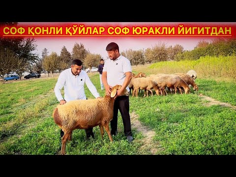 Видео: ҚЎЙ БИЛАН ҚЎЙНИНГ ФАРҚИ, ДАВОМИЙ БЎЛАР НАСЛИ. #сурхондарёхисорикуйлари 