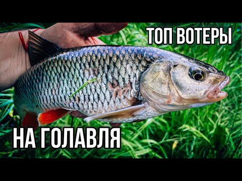 Видео: НЕ ОЖИДАЛ, что ЭТИ ТОП ВОТЕРЫ так ПОНРАВЯТСЯ ГОЛАВЛЮ