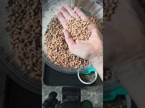 Видео: Пересадка адениума в минеральный грунт или чем заменить дорогую лечузу