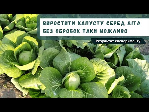 Видео: Виростити капусту серед літа без обробок таки можливо! Результат експерименту