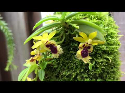 Видео: Haraella retrocalla...посадка, уход