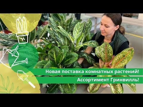 Видео: Новая поставка комнатных растений! Ассортимент Гринвилль!