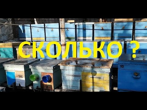 Видео: Вопрос-ответ. Какое количество семей держать, чтоб хватило?