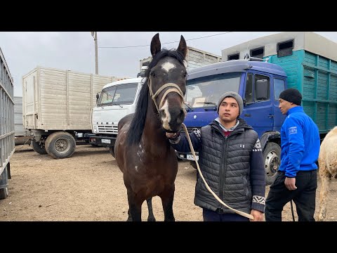 Видео: Шымкент Мал базар. Жылқы Айғыр Бие Құнан Құнажын Тай Байтал 20.03.2024