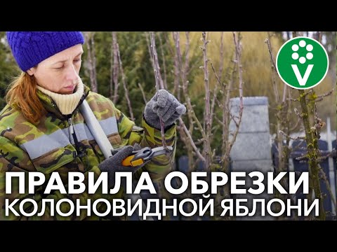 Видео: ПРАВИЛЬНАЯ ОБРЕЗКА КОЛОНОВИДНОЙ ЯБЛОНИ. Секреты и рекомендации для начинающих садоводов