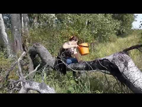 Видео: Тихая Охота - 2//Что сделала с грибами.