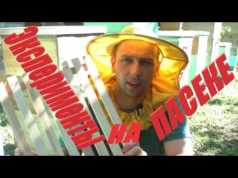 Видео: Эксперименты на пасеке