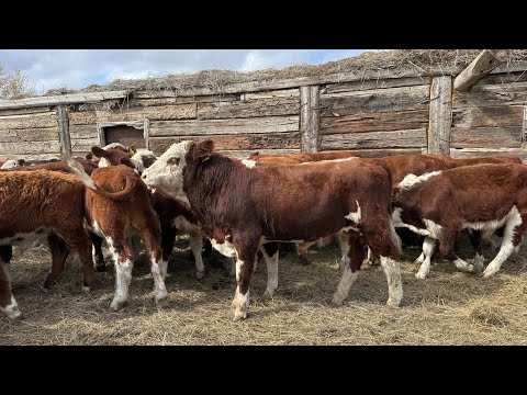 Видео: АҚБАС ПАТСОСТАР! 87058298287