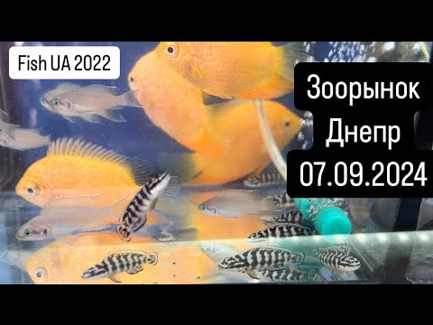 Видео: Зоорынок Днепр 07.09.2024 ( птичий рынок )