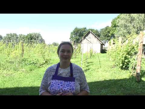 Видео: Молодые посадки винограда плохо растут и не вызреют. Что делать?
