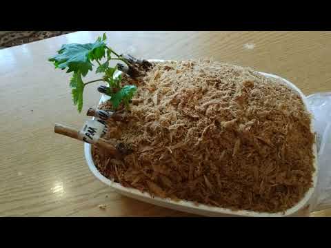 Видео: Результат укоренения одноглазковых черенков винограда в опилках спустя 3 недели