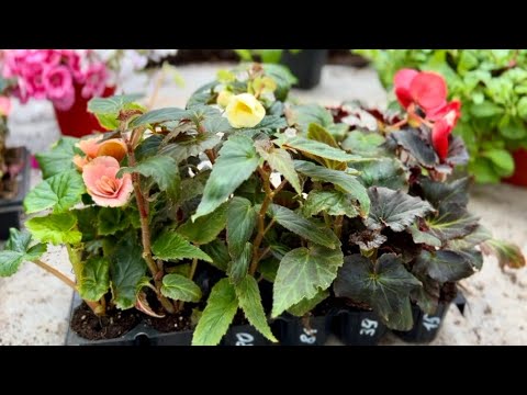 Видео: Обзор теплицы 11.02 Распаковка посылки с бегониями 🌺 #тепличныйбизнес #бегонии#вегетативныечеренки