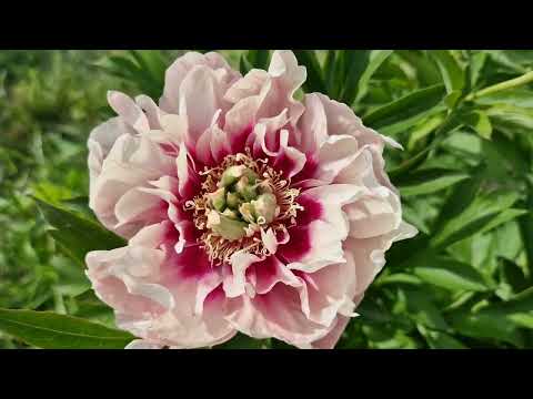 Видео: Ито-гибрид. Пион  Caroline Constabel.