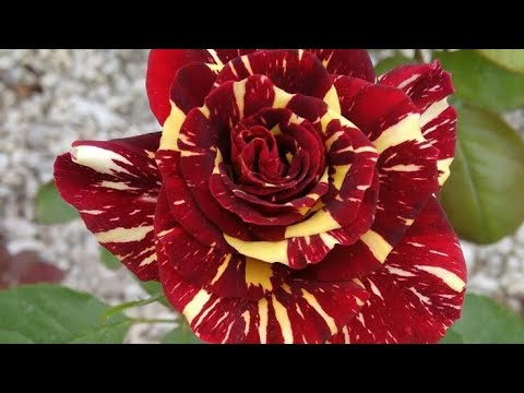 Видео: Роза 🌹🌹🌹 гулдорун кузундо отургузуп алсак болот 